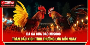 Đá Gà Cựa Dao Miso88 – Trận Đấu Kịch Tính Thưởng Lớn Mỗi Ngày