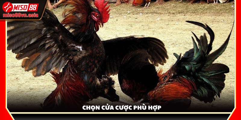Lựa chọn cửa cược Meron, Wala hoặc Hòa