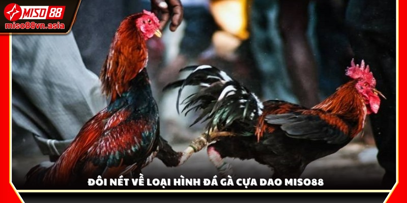 Khám phá loại hình đá gà cựa dao Miso88