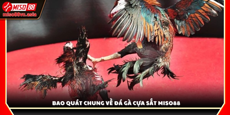 Tìm hiểu sức hút của đá gà cựa sắt Miso88